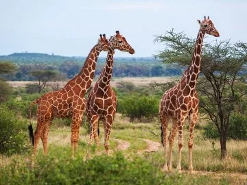 sonhar com girafa